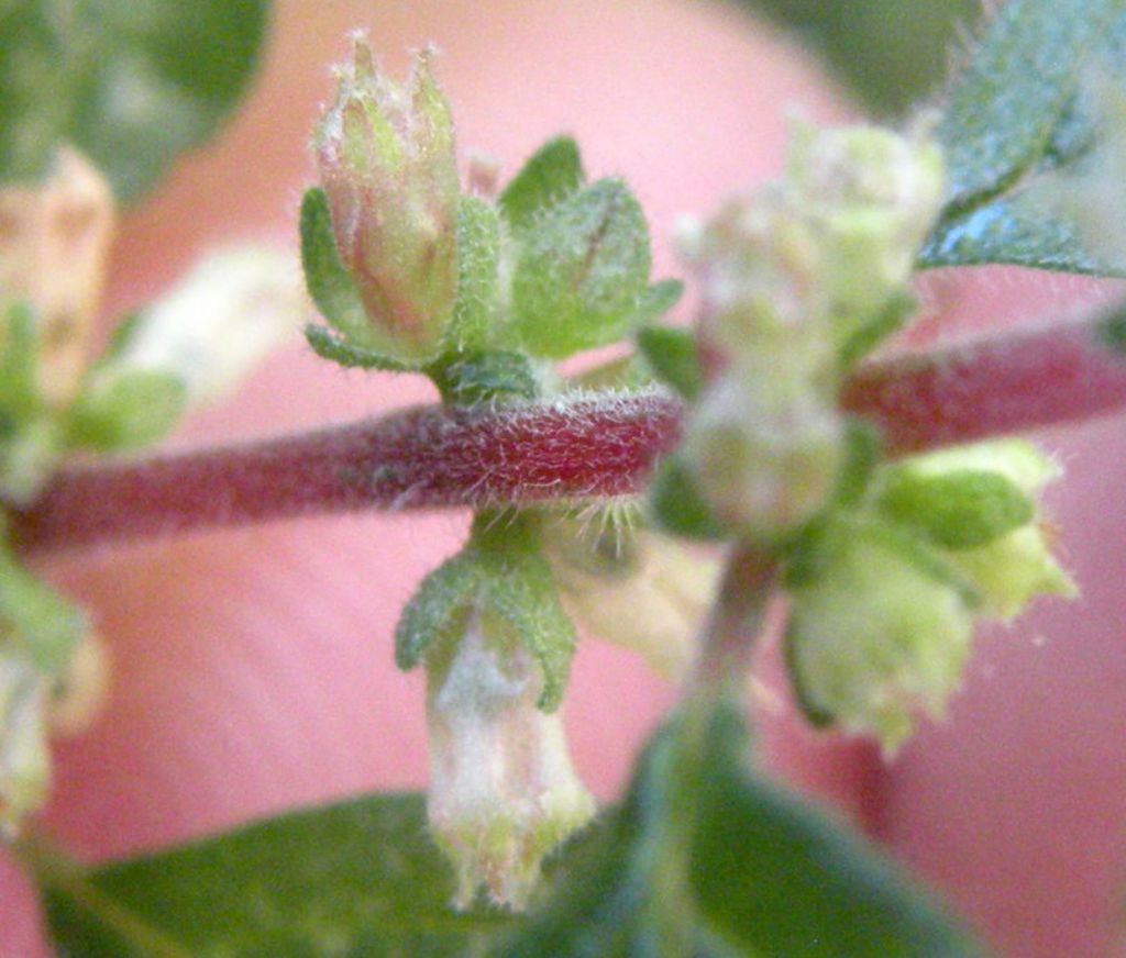 Parietaria judaica / Vetriola minore